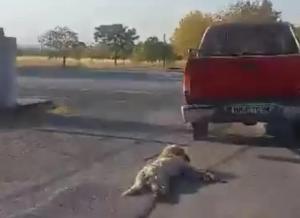 Έσερνε σκύλο με το αγροτικό του στα Παλατίτσια. Συνελήφθη και οδηγήθηκε στον Εισαγγελέα.