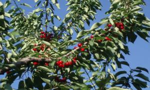 Ο Αγροτικός Σύλλογος Ροδοχωρίου «Βέρμιο» για τις αποζημιώσεις σε κεράσια και μήλα