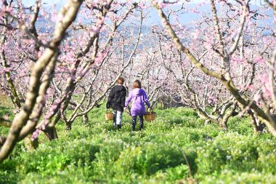 Ξεκινούν οι δράσεις του φεστιβάλ &quot;Ανθισμένες Ροδακινιές 2024&quot; στη Βέροια