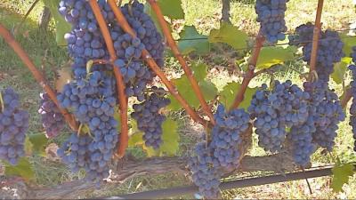 Συμπλήρωση και υποβολή ΔΗΛΩΣΕΩΝ ΣΥΓΚΟΜΙΔΗΣ σταφυλιών οινοποιήσιμων ποικιλιών αμπέλου για το έτος 2025