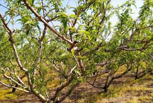 Γενική συνέλευση του Αγροτικού Συλλόγου Γεωργών Βέροιας