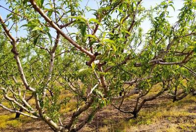 Γενική συνέλευση του Αγροτικού Συλλόγου Γεωργών Βέροιας