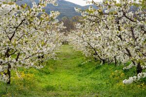 Οι Κερασιές θα ανθίσουν και φέτος Στην Έδεσσα, την Βεγορίτιδα και την Ορεινή Πέλλα
