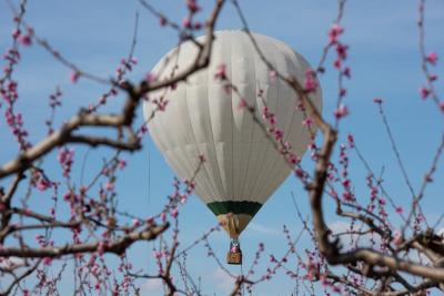 Εντυπωσιακό φινάλε του Φεστιβάλ «Ανθισμένες Ροδακινιές 2024»