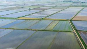 Οδηγίες εκμίσθωσης αγροτεμαχίων για την περιοχή Έλους Κλειδίου