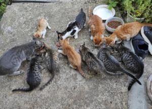 Αγαπάμε τα ζώα ή τα αφήνουμε αβοήθητα ή ''απανθρωπιά'' όπως πάντα;