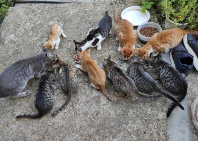 Αγαπάμε τα ζώα ή τα αφήνουμε αβοήθητα ή &#039;&#039;απανθρωπιά&#039;&#039; όπως πάντα;