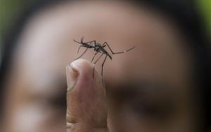 Ψεκασμοί για τα κουνούπια σε Άγιο Γεώργιο, Πατρίδα και Κουλούρα