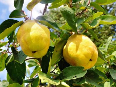 Δηλώσεις ζημιών για τα κυδώνια σε Μακροχώρι, Διαβατό, Κουλούρα, Ν. Νικομήδεια, Παλιά και Νέα Λυκογιάννη