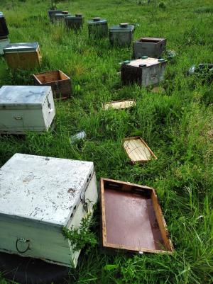 Αρκούδα κατέστρεψε κυψέλες μελισσών στην Χαράδρα Δήμου Βέροιας