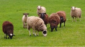 Απαγόρευση βοσκής ζώων από πέντε έως δέκα χρόνια σε τμήμα της περιφέρειας του Νεοκάστρου