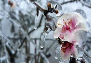 Δηλώσεις ζημιών από παγετό σε Λαζοχώρι, Ταγαροχώρι και Μέση.