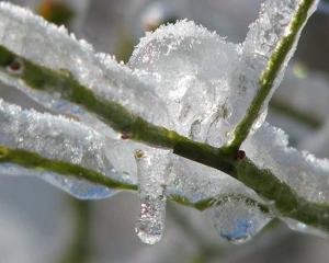 Υποβολή δηλώσεων ζημιάς από παγετό σε καλλιέργειες του Μακροχωρίου και Διαβατού