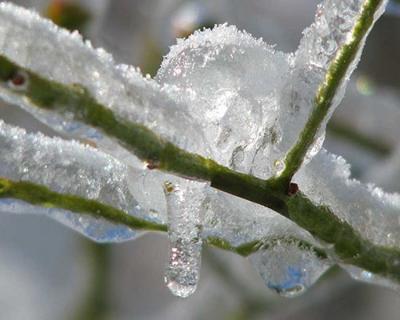 Υποβολή δηλώσεων ζημιάς από παγετό σε καλλιέργειες του Μακροχωρίου και Διαβατού
