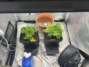 Ημαθία: Καλλιεργούσαν στο σπίτι τους κάνναβη