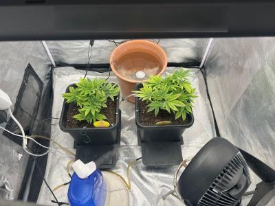 Ημαθία: Καλλιεργούσαν στο σπίτι τους κάνναβη