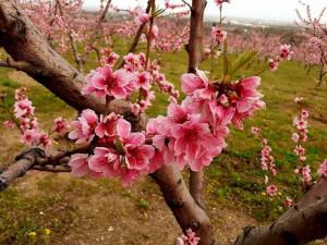 Με μεγάλη επιτυχία πραγματοποιήθηκε η 1η Γιορτή Άνοιξης – Ανθισμένες Ροδακινιές στον Ρουμλουκιώτικο Κάμπο