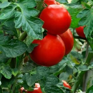 Δηλώσεις ζημίας από τον καύσωνα της 25ης Ιουλίου 2025 στις καλλιέργειες τομάτας στον Σταυρό