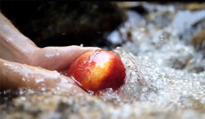 ΕΡΤ3 – «Από το Χωράφι στο Ράφι»: Ροδάκινο