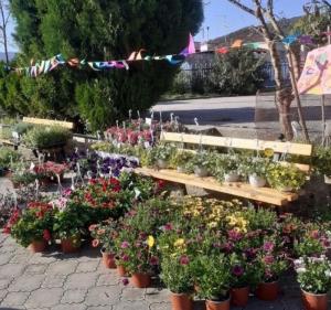 Ανθοέκθεση από το Δημοτικό Σχολείο Αγίας Βαρβάρας