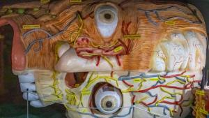 Δείτε το εντυπωσιακό μουσείο ανθρώπινου σώματος (vid)