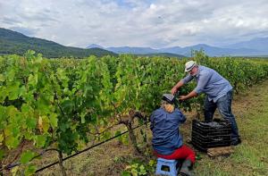 Όψιμος ο φετινός τρύγος στην Πιερία