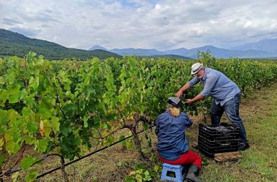 Όψιμος ο φετινός τρύγος στην Πιερία