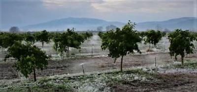 Αναγγελίες ζημιών σε καλλιέργειες της Νάουσας και του Κοπανού από παγετό