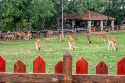 Ελάφια Ντάμα-Ντάμα στον Αγ. Παντελεήμονα Κοζάνης (vid)