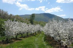 Μάγεψαν οι ανθισμένες κερασιές της Πέλλας