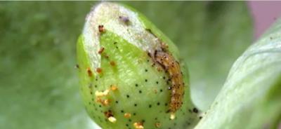 Ενημέρωση και συστάσεις για την καλλιέργεια του βαμβακιού στην Ημαθία