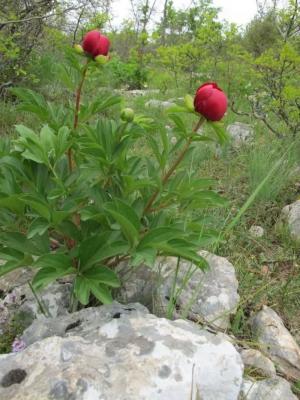 Εκδρομή την Κυριακή στις εκρηκτικές Παιώνιες στους λόφους της Κράστας του Βερμίου