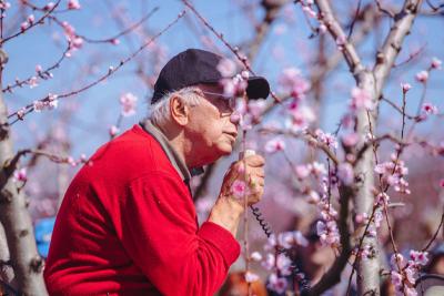 Τα ροζ άνθη γίνονται λέξεις / Προκήρυξη διαγωνισμού ποιήματος Χαϊκού