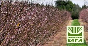 Πορίσματα εκτίμησης ζημιών από τον παγετό της 20ης Μαρτίου 2025 για τις Δ/Κ Βρυσακίου και Καμποχωρίου