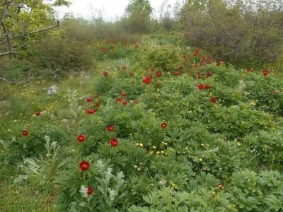Εντυπωσιακή απόλαυση της ανθοφορίας των Παιωνιών της Κράστας στο Βέρμιο
