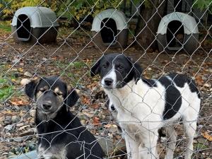 Ξεκινούν νέες στειρώσεις για αδέσποτα ζώα συντροφιάς στη Βέροια