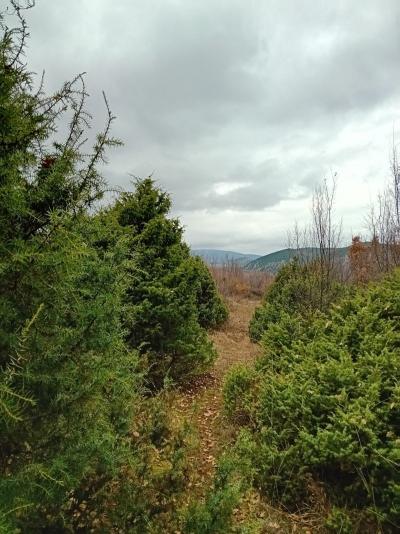 Δάσος των Κεδρών στο Γιαννακοχώρι: Η πιο θεραπευτική εκδρομή βαδίζοντας και αναπνέοντας