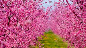 Η "Ροζ Θάλασσα" της Ελλάδας ανθίζει στην Ημαθία (vid)