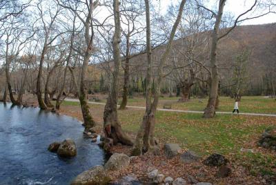 Ενημέρωση της Διεύθυνσης Περιβάλλοντος για την πρόωρη φυλλόπτωση στο Άλσος του Αγ. Νικολάου Νάουσας