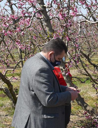 Πρωτοβουλία του Κ. Καλαϊτζίδη για εκτίμηση της ζημιάς από την καρπόπτωση ροδακίνων