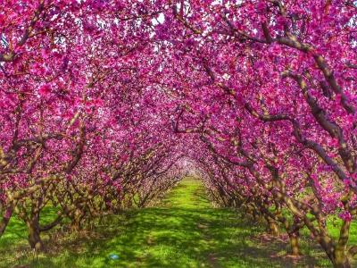 Παραμυθένιες, μοναδικές εικόνες προσφέρει ο κάμπος της Ημαθίας
