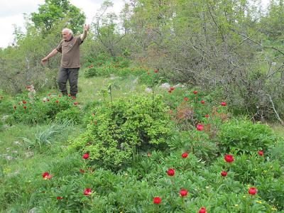 Μία ανθισμένη εκδρομή στις Παιώνιες Κράστας του Βερμίου