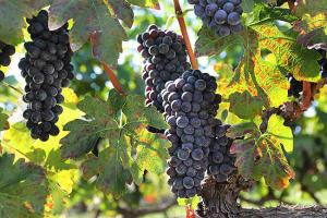 Η σχέση του κλίματος με τις αμπελοκαλλιέργειες