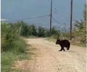 Εμφανίστηκε αρκούδα στο αγρόκτημα της Μελίκης