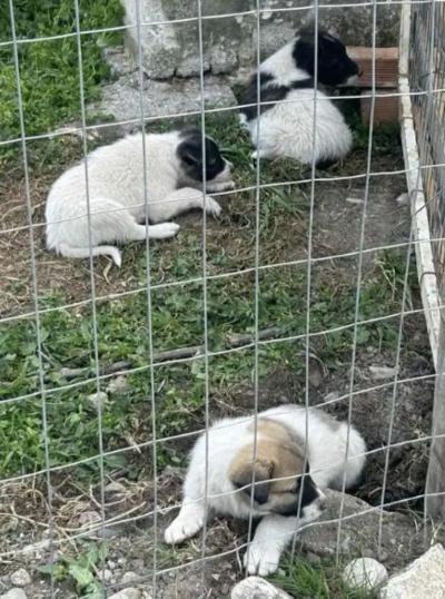 Μήνυση από τον Αντιδήμαρχο Νικόλαο Γιαννάκη για εγκατάλειψη νεογέννητων κουταβιών έξω από τον χώρο φύλαξης αδέσποτων ζώων Αλεξάνδρειας