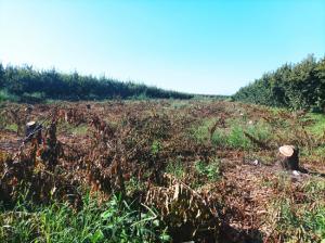 Ηχούν τα αλυσοπρίονα στον κάμπο της Ημαθίας