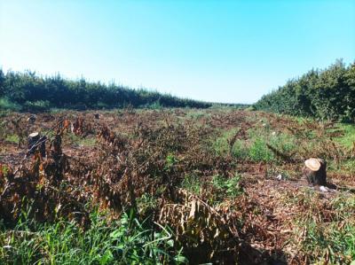 Ηχούν τα αλυσοπρίονα στον κάμπο της Ημαθίας