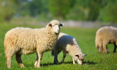 Ενημέρωση του Δασαρχείου Βέροιας για την αποτροπή της εξάπλωσης της επιωοτίας της Ευλογιάς των αιγοπροβάτων κατά την θήρα