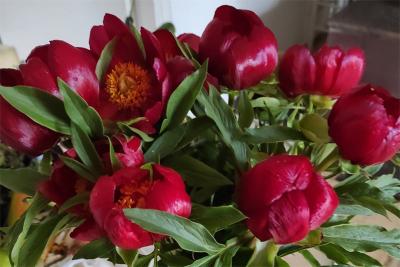 Την Κυριακή μια εξαίσια εκδρομή στις Παιώνιες Κράστας του Βερμίου