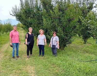 Επίσκεψη της Αντιδημάρχου Νάουσας σε κτήματα της Ειρηνούπολης για ζημιές από ανεμοθύελλα